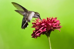 Hummingbird With Zinnia