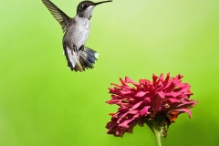 Hummingbird And Zinnia 2