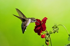 Hummingbird And Gernanium